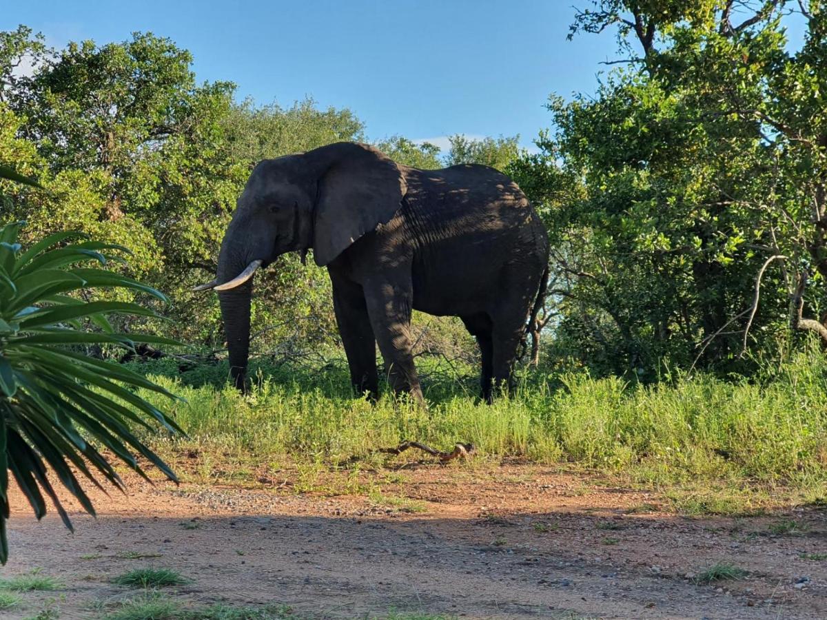 Masorini Bush Lodge & Safari Tents Phalaborwa Ngoại thất bức ảnh